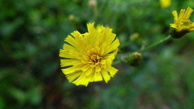 Boshavikskruid - Hieracium sectie Sabauda