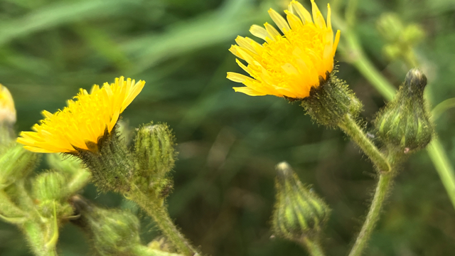 Moerasmelkdistel - Sonchus palustris