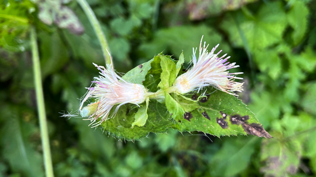 Moesdistel - Cirsium oleraceum