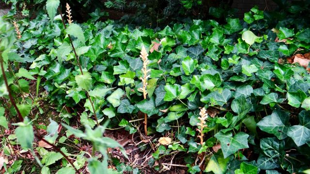 Klimopbremraap - Orobanche hederae