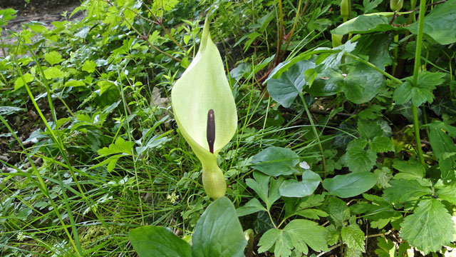Gevlekte aronskelk - Arum maculatum