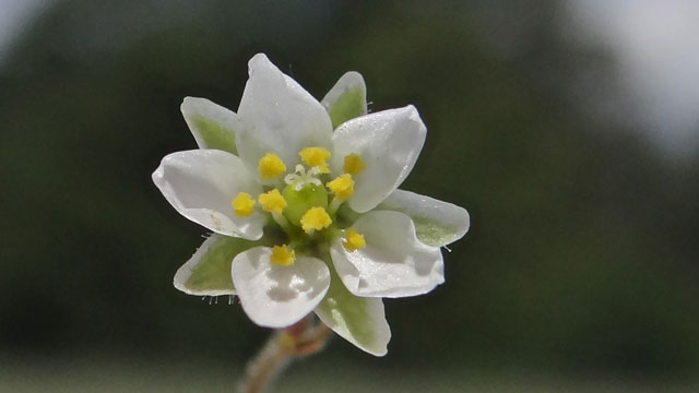Gewone spurrie - Spergula arvensis