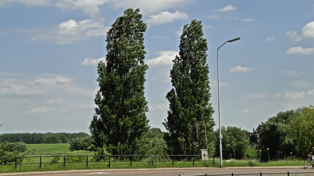 Italiaanse populier - Populus nigra cv. 'Italica'