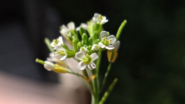 Zandraket - Arabidopsis thaliana