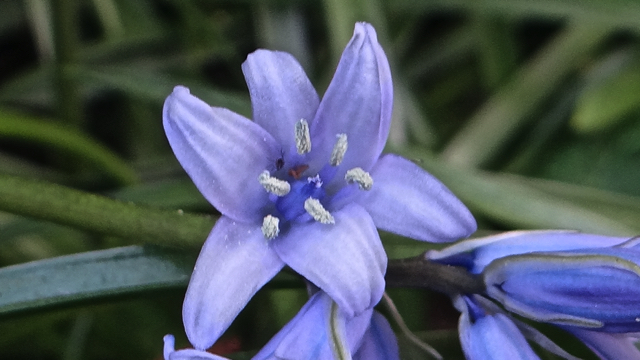 Wilde hyacint - Scilla non-scripta
