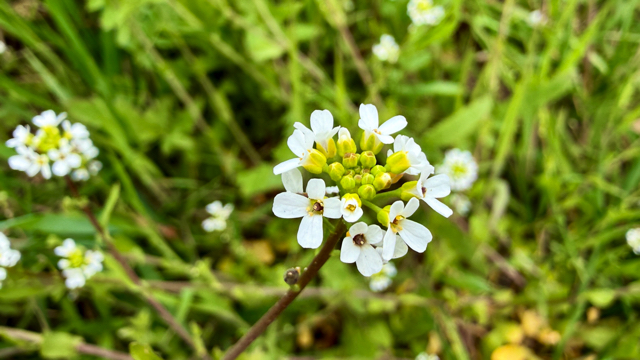 Kalkraket - Calepina irregularis