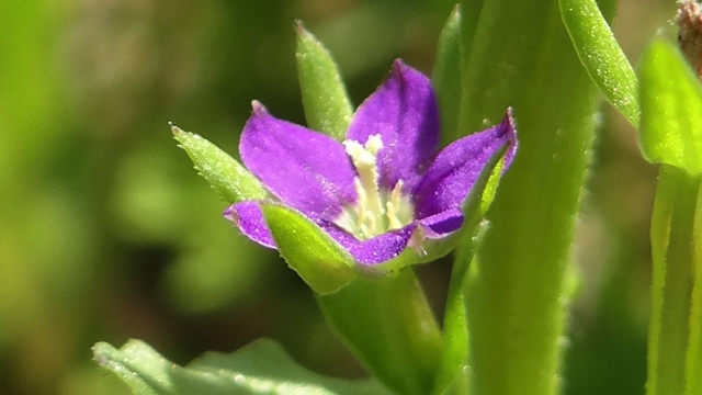 Klein spiegelklokje - Legousia hybrida