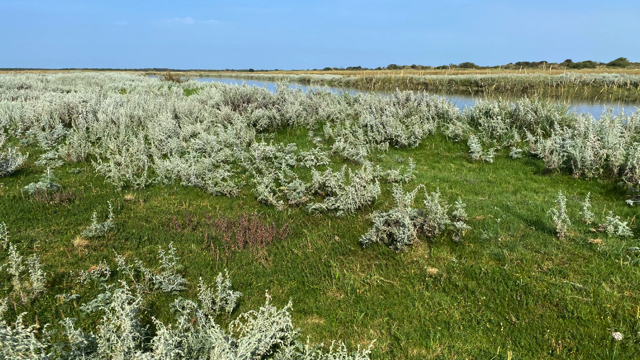 Zeealsem - Seriphidium maritimum