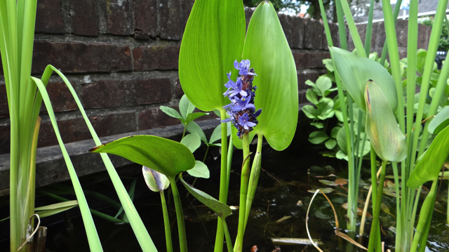 Moerashyacint - Pontederia cordata