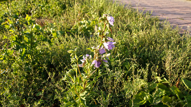 Ruig klokje - Campanula trachelium