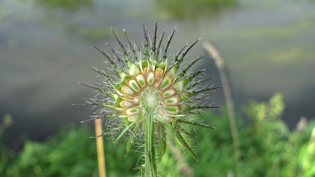 Slanke kaardenbol - Dipsacus strigosus