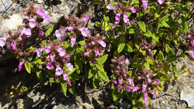 Echte gamander s.s. - Teucrium chamaedrys s. germanicum