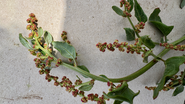 Spiesmelde - Atriplex prostrata