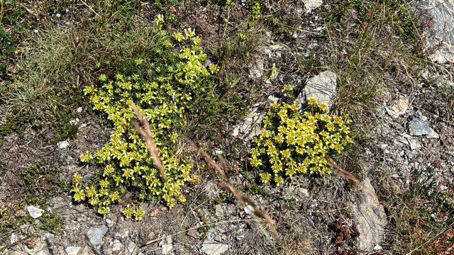 Berggamander - Teucrium montanum