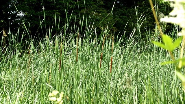 Kleine lisdodde - Typha angustifolia