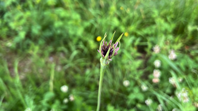 Paarse morgenster - Tragopogon porrifolius