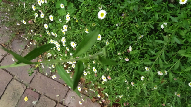 Muurfijnstraal - Erigeron karvinskianus