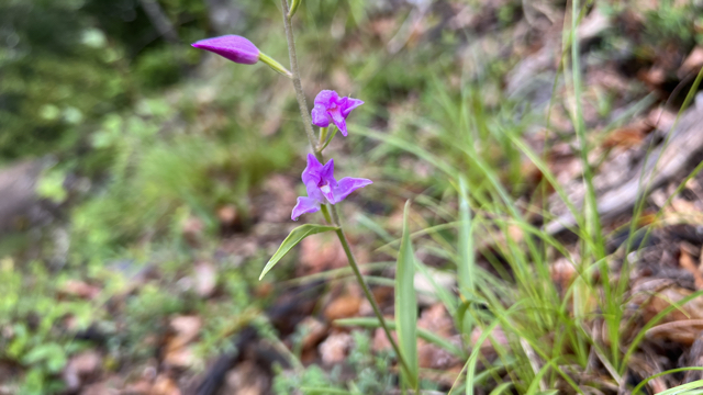 Rood bosvogeltje - Cephalanthera rubra
