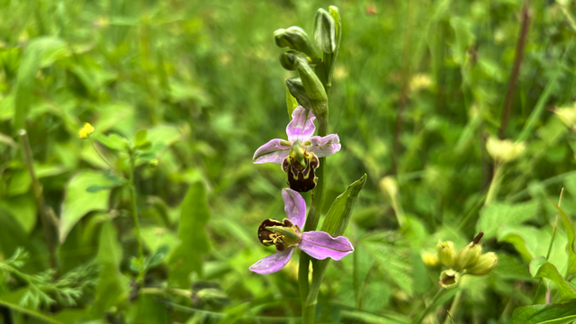 Bijenorchis - Ophrys apifera