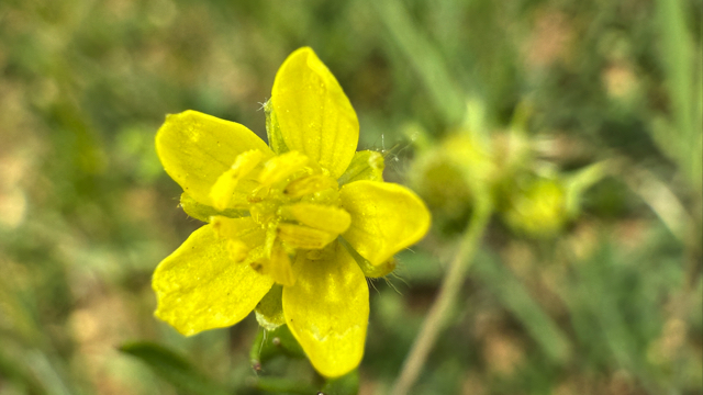 Akkerboterbloem - Ranunculus arvensis