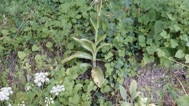 Bokkenorchis - Himantoglossum hircinum