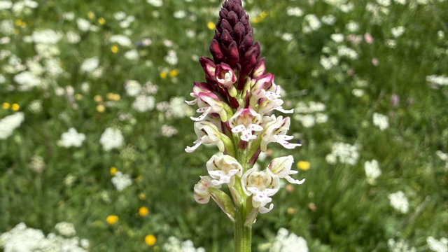 Aangebrande orchis - Neotinea ustulata
