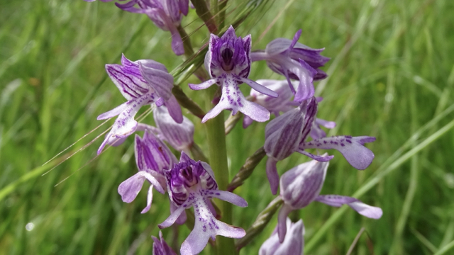 Soldaatje - Orchis militaris