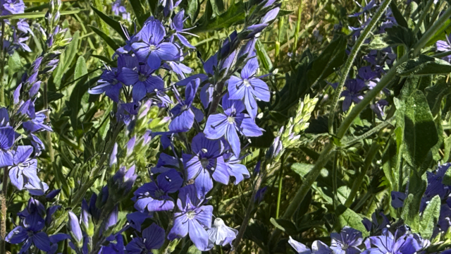 Brede ereprijs s.s. - Veronica austriaca s. teucrium