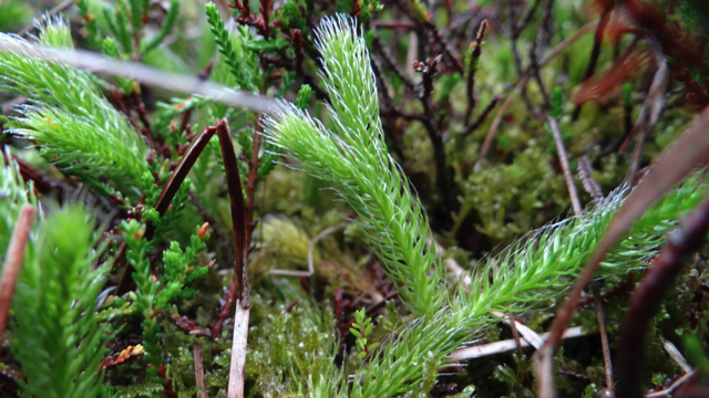 Grote wolfsklauw - Lycopodium clavatum