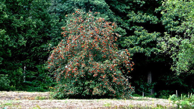 Wilde lijsterbes - Sorbus aucuparia