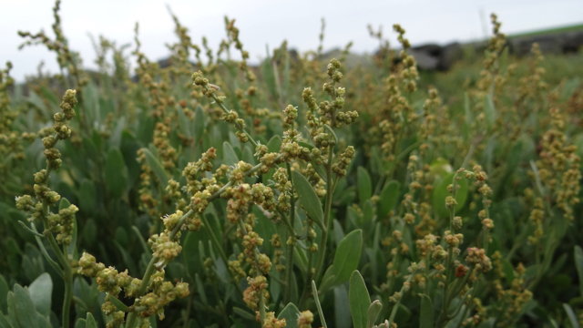 Gewone zoutmelde - Atriplex portulacoides