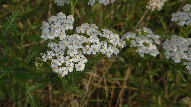 Duizendblad - Achillia millefolium