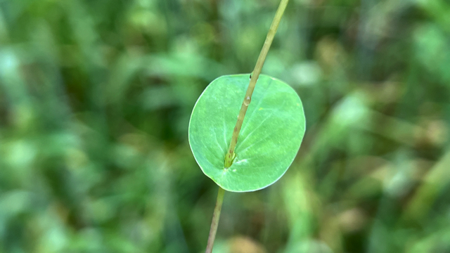 Doorwas - Bupleurum rotundifolium