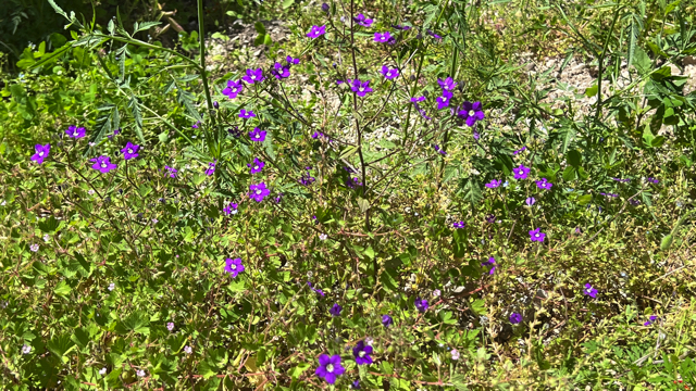 Groot spiegelklokje - Legousia speculum-veneris