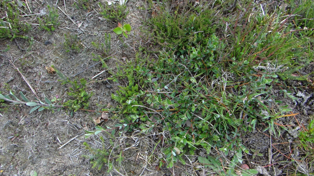 Kruipertje - Hordeum murinum