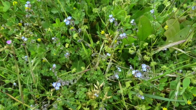 Stijf vergeet-mij-nietje - Myosotis stricta