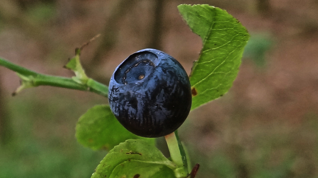 Blauwe bosbes - Vaccinium myrtillus