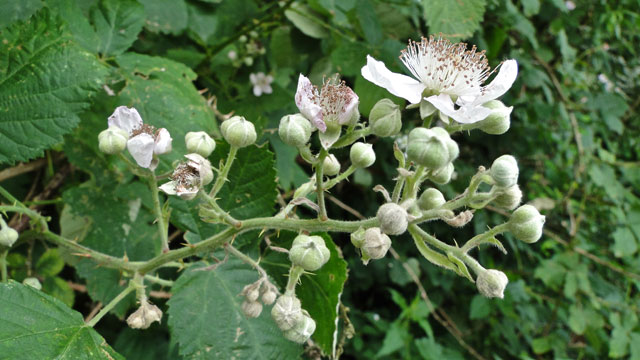 Zwarte braam - Rubus sectie Rubus