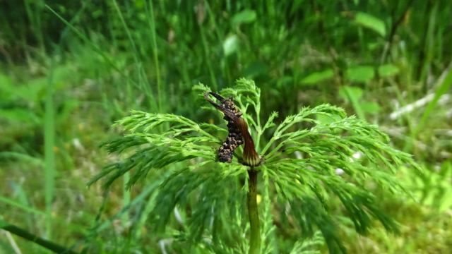 Bospaardenstaart - Equisetum sylvaticum