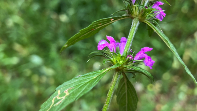 Brede raai - Galeopsis ladanum