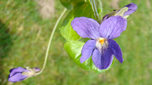 Maarts viooltje - viola odorata