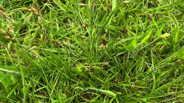 Hazenpootje - Trifolium arvense