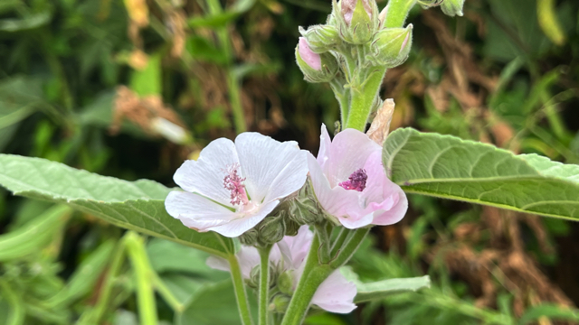 Heemst - Althaea officinalis