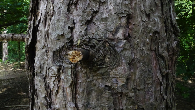 Oostenrijkse den - Pinus nigra v. nigra